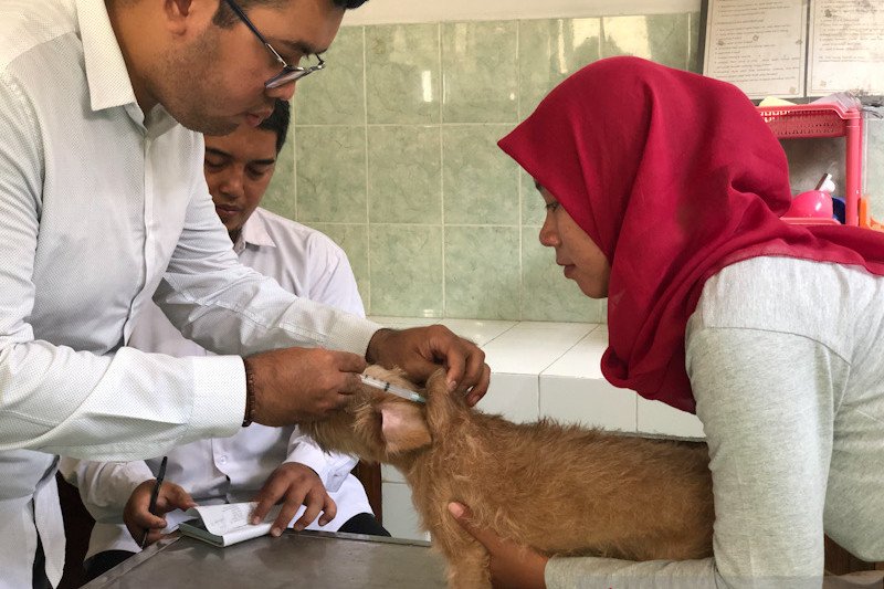 Digigit anjing liar, seorang warga Solok Selatan positif rabies