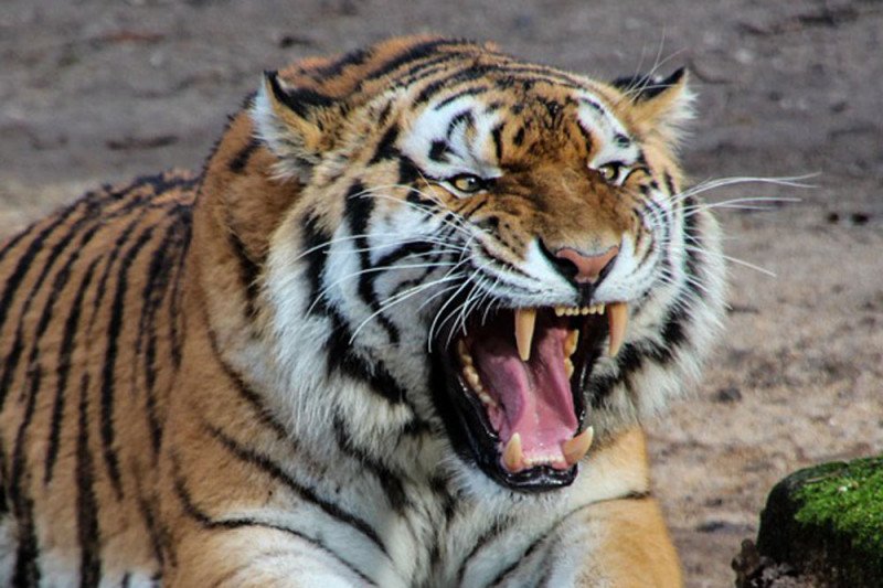 Penerkam petani sampai tewas di Lahat ternyata harimau