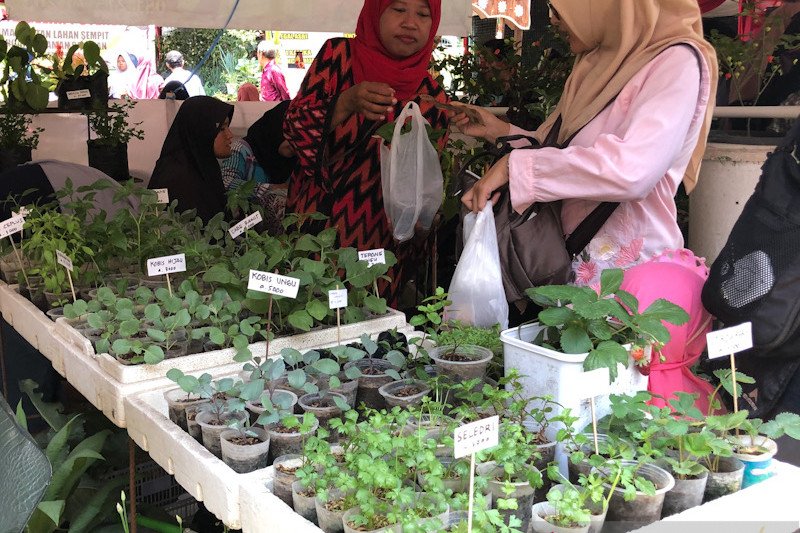 Lahan terbatas, Pemkot Yogyakarta dorong kampung buat taman sayur - ANTARA