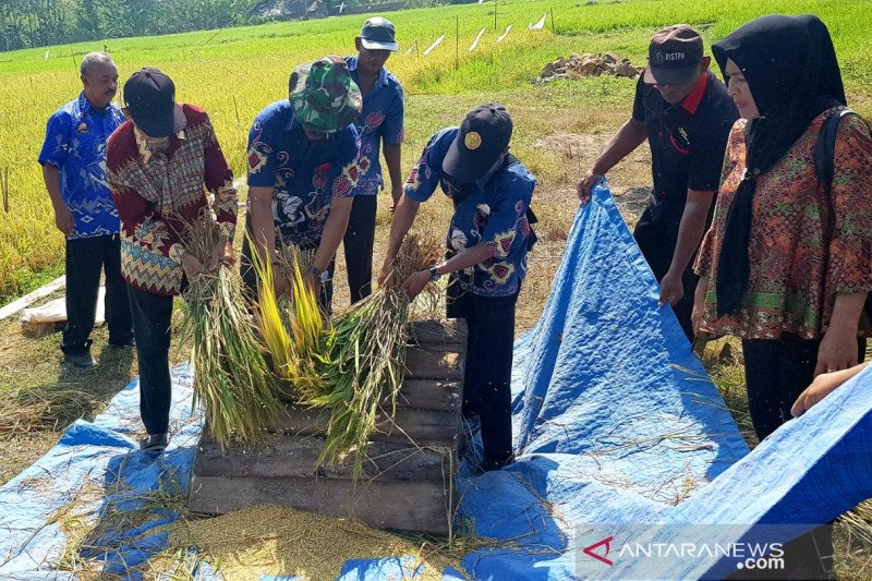 BI Sulsel gunakan metode Hazton bantu produktivitas padi di Kabupaten Gowa