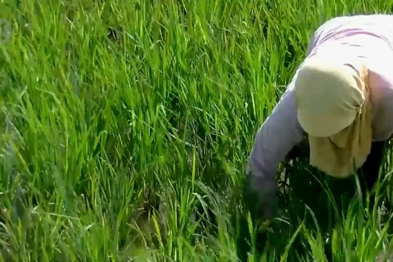 Cadangan beras aman, meski musim tanam mundur