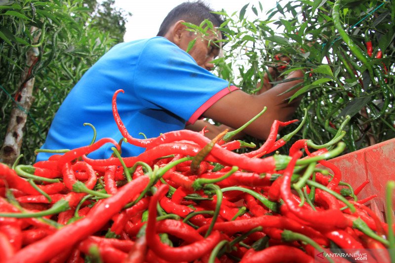 Harga cabai di Palu masih tinggi
