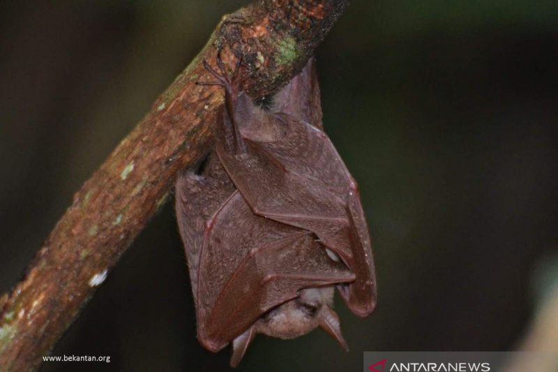 Spesies kelelawar lidah panjang ditemukan di pohon rambai