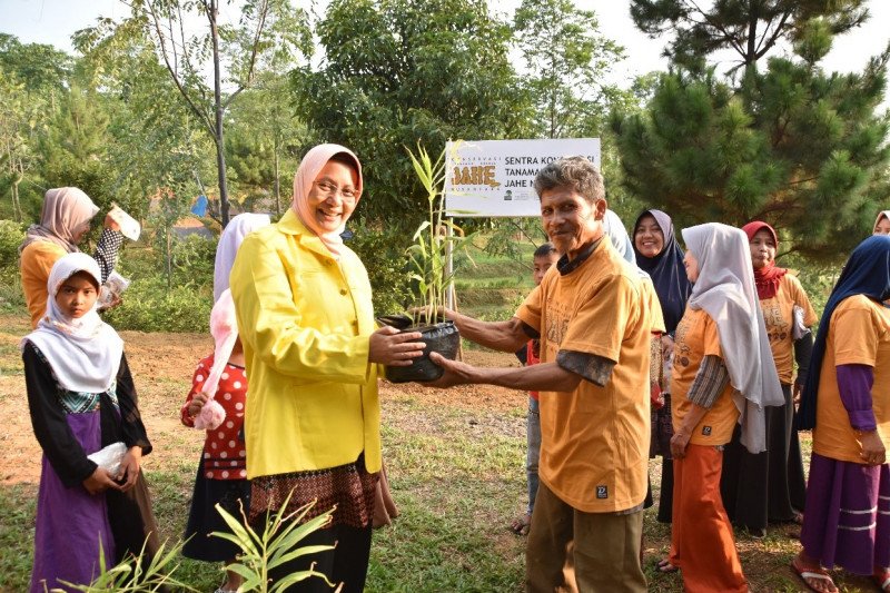 Ui Kembangkan Budidaya Tanaman Rempah Rempah Untuk Tata Lahan Desa Antara News Bengkulu