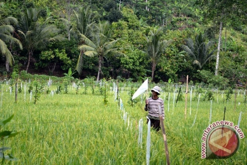 Poktan Lubuk Raja Ogan Komering Ulu dapat bantuan bibit padi