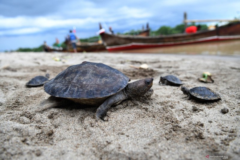 Pelepasliaran Tuntong Laut