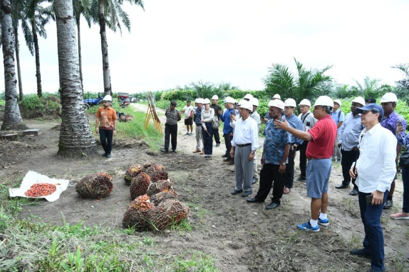 Pengelolaan kelapa sawit lestari jadi inspirasi bina damai