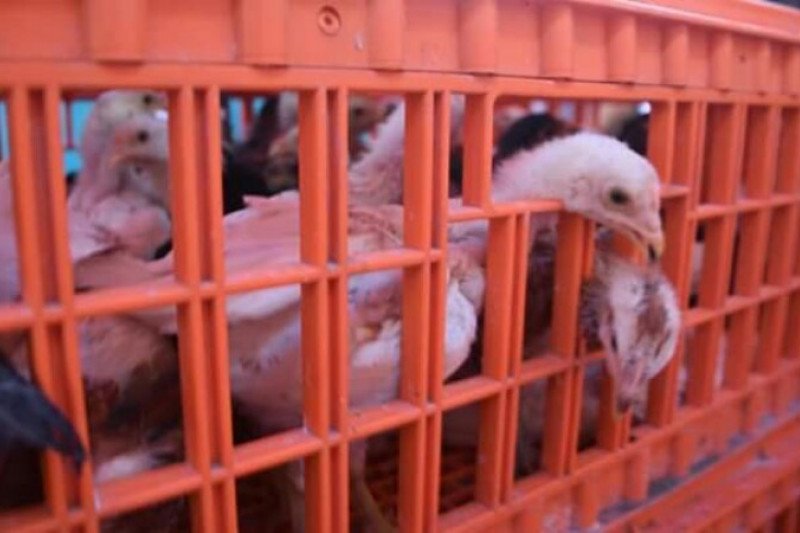 Kementan salurkan bantuan untuk petani di Sulbar