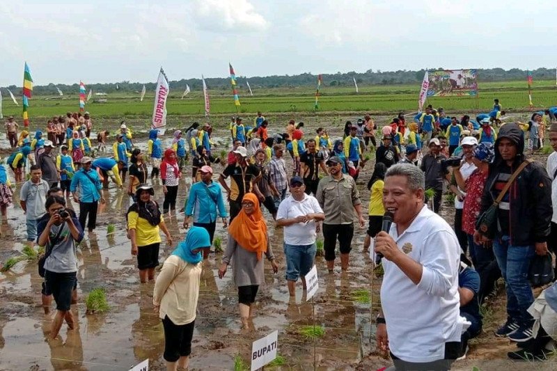 Pemkab Kubu Raya gelar kembali Gerakan Wisata Tanam Padi Milenial