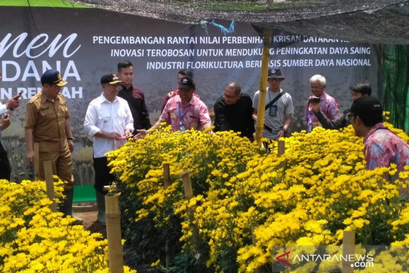 Kementan Panen Bunga Krisan Dataran Rendah Antara News Banten