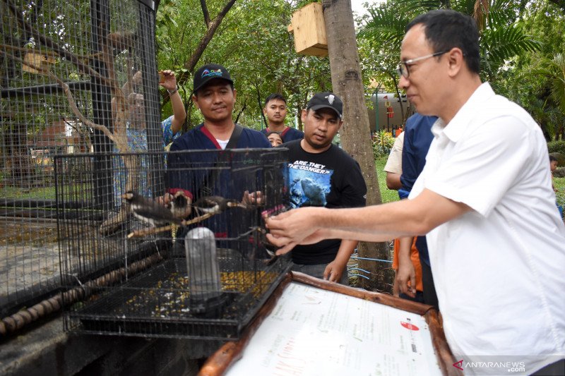 31+ Burung jalak suren kalimantan terbaru