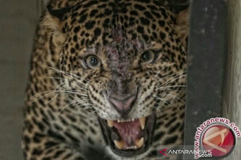 Macan tutul terkam petani hingga tewas di Sumsel