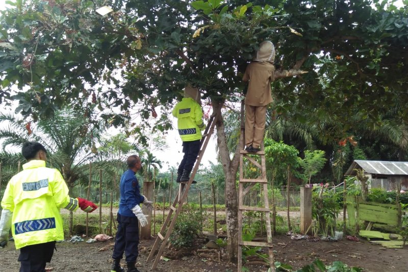 Ulat bulu serang Sekolah Dasar di Agam, siswa dipulangkan, 15 alami gatal-gatal