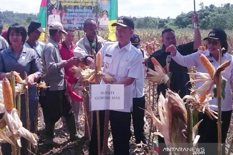 Pemkab Gumas sediakan Rp300 juta untuk program tanam jagung