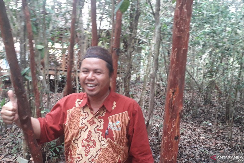 Perkebunan lada menjadi objek wisata edukasi