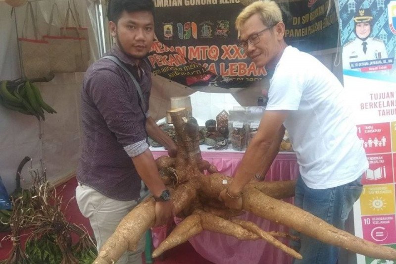 Produksi ubi kayu di Lebak capai 45.230 ton