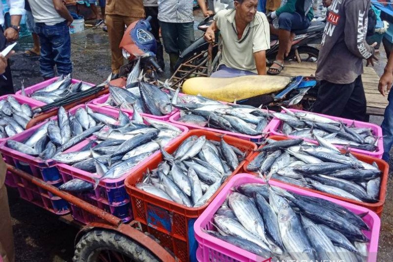 Aceh Barat pasok puluhan ton ikan ke Sumut