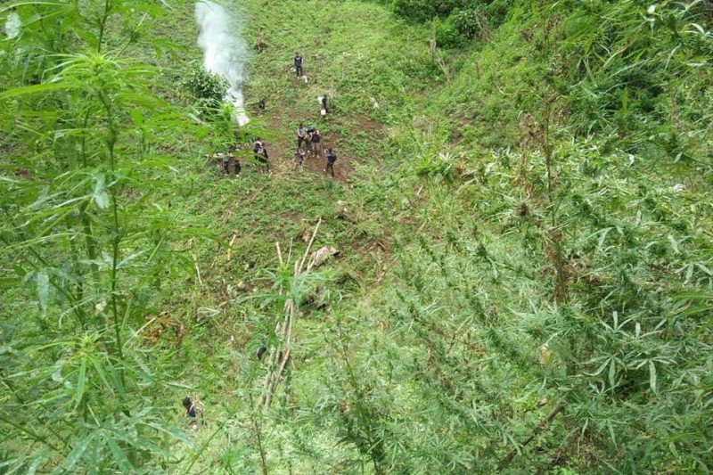 Polisi menemukan tujuh hektare ladang ganja di Pegunungan Tor Sihite