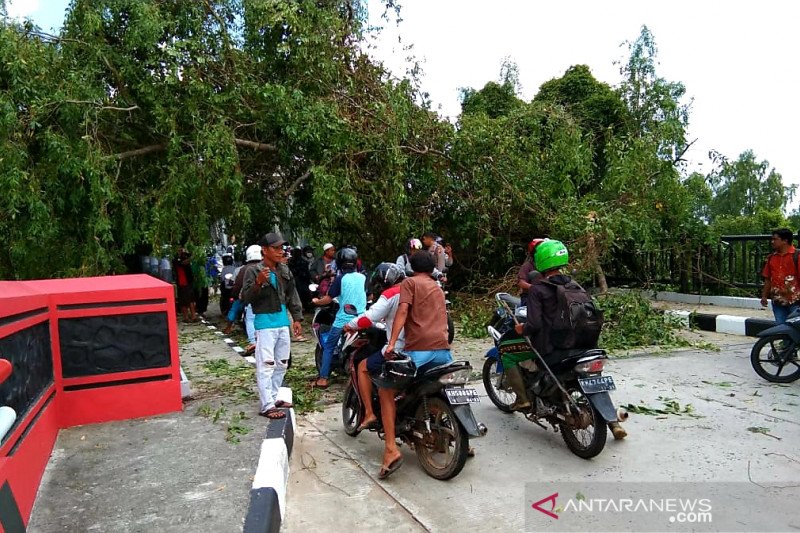 Pasutri tertimpa pohon tumbang di Jembatan Soekarno-Hatta Kuala Pembuang