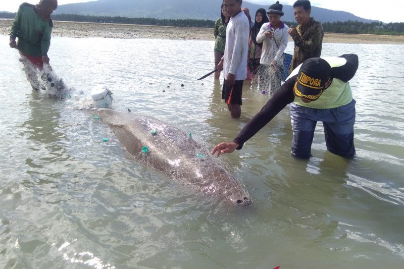 Warga Natuna selamatkan ikan duyung
