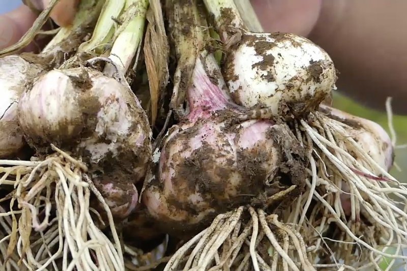 Luas tanam bawang putih di Temanggung 690 hektare