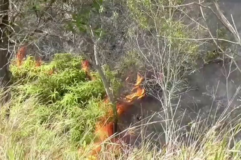 Kawasan rehabilitasi hutan Kota Sorong terbakar