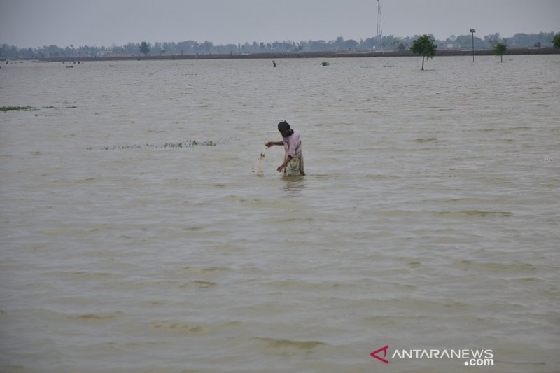 100 hektare lebih sawah di Kudus tergenang banjir