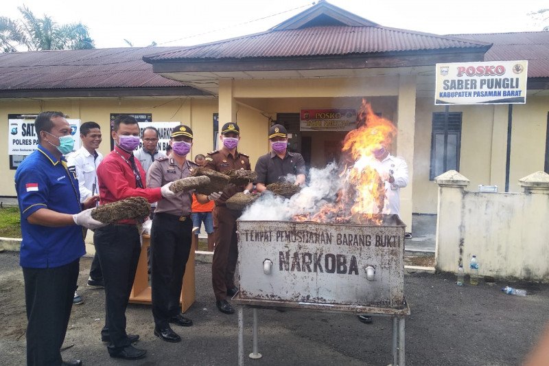 Barang bukti 17 kilogram ganja tangkapan Polres Pasaman Barat dimusnahkan