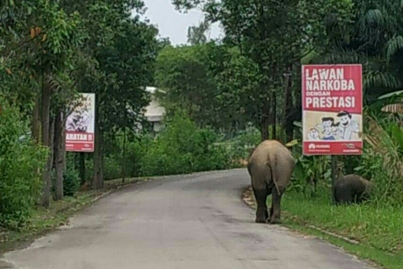 Aksi Seruni dan Rimba bermain tarik perhatian warga