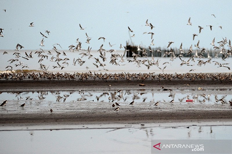 Bksda Diy Larang Perburuan Burung Migrasi Di Muara Sungai Progo