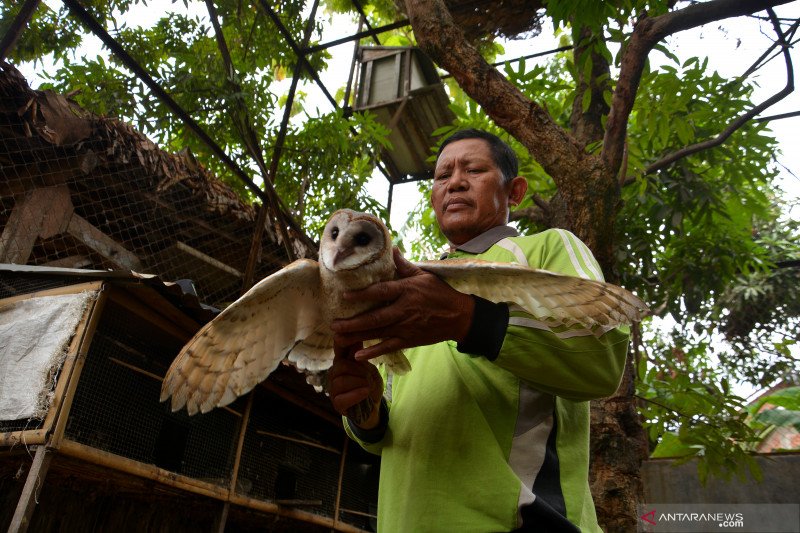 Predator Penjaga Tanaman Sawit Antara News Lampung