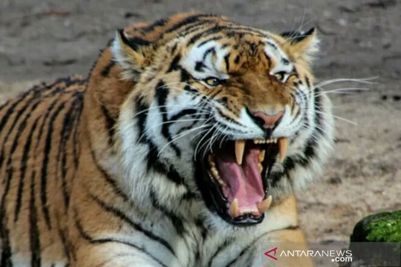 Harimau masuki sebuah pabrik di Riau, ini penjelasannya