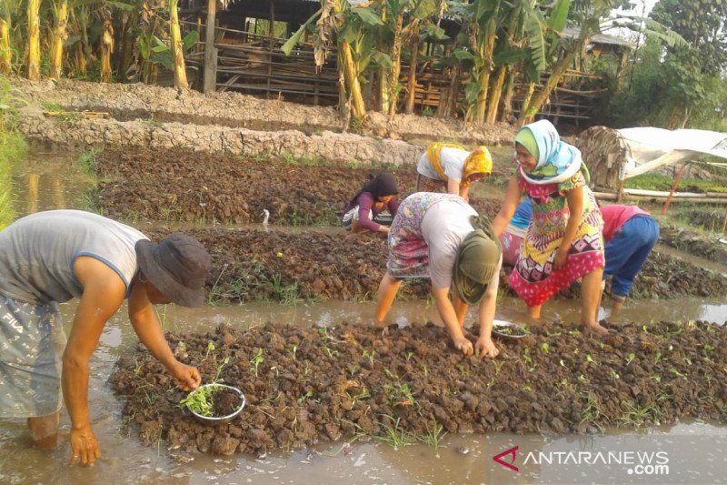 Petani binaan BI NTB memperluas lahan pertanian organik