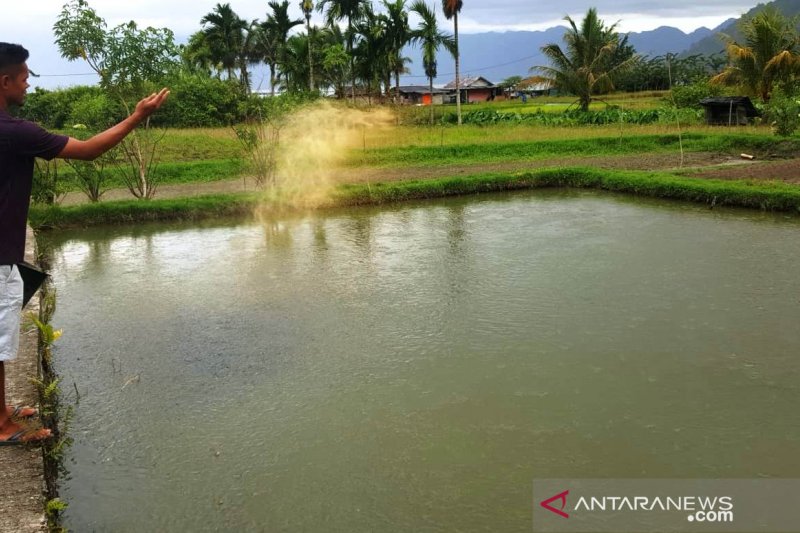 Produksi bibit ikan di Agam berkurang 55,6 juta ekor