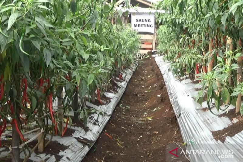 Surplus cabai merah Sukabumi capai 200 kuintal