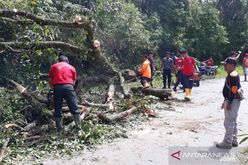 Kelok 22 Tertutup Pohon, Jalan Agam-Bukittinggi Tidak Bisa Dilalui Kendaraan