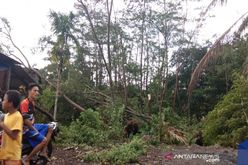 Pepohonan bertumbangan diterjang angin kencang di Batang