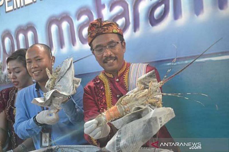 NTB mengantisipasi revisi aturan soal budi daya dan ekspor benih lobster