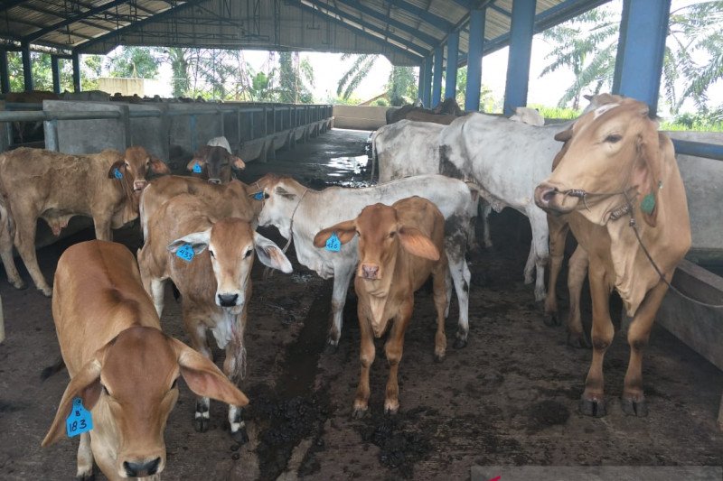 Kementan membantah sapi indukan bantuan pemerintah terkena malnutrisi