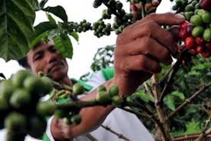 Produktivitas petani kopi Sumatera Selatan masih rendah