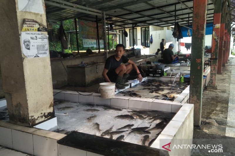 Petani ikan lele kesulitan memenuhi pesanan pedagang