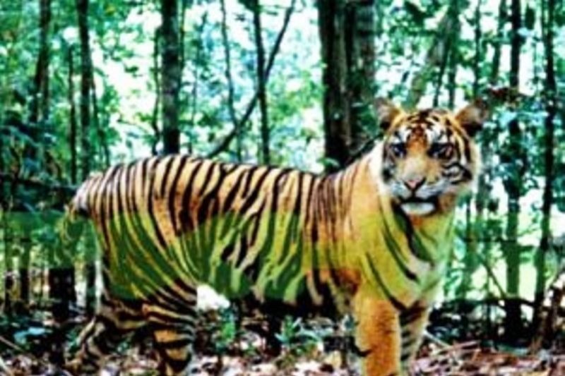 RAPP bantah harimau sumatera liar muncul di dalam lingkungan kompleks