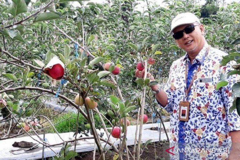 Kawasan Sindang Dataran jadi sentra tanaman apel