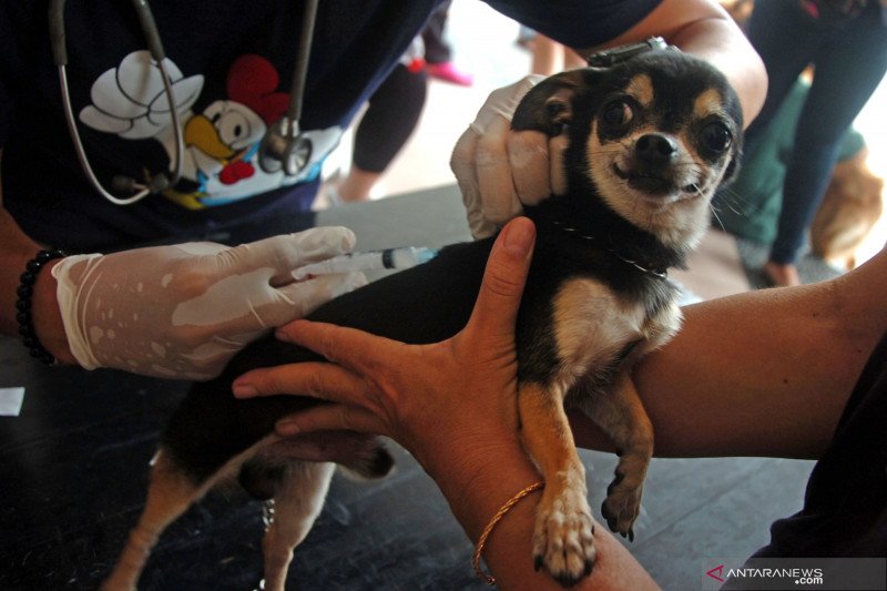 Stok vaksin rabies di Rejang Lebong cukup untuk setahun