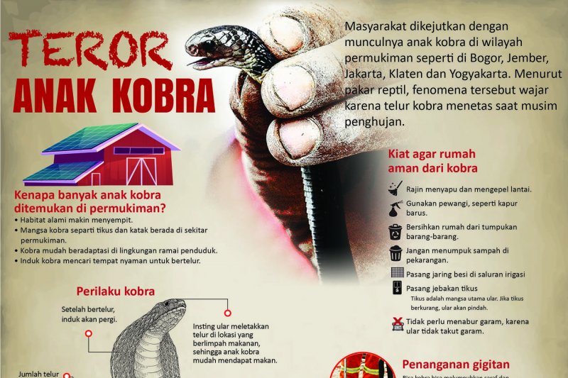 Teror anak kobra