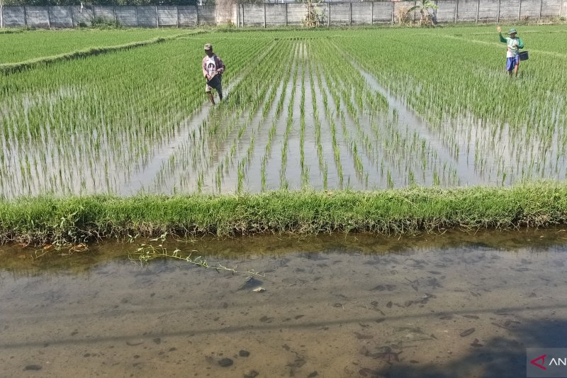 PKT mengkhawatirkan dampak habisnya kuota urea bersubsidi NTB