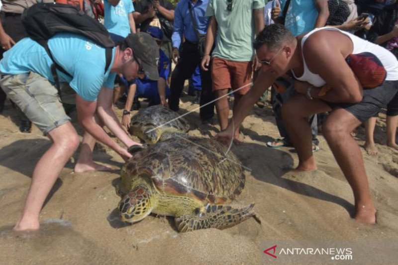 BKSDA Bali lepasliarkan penyu di Pantai Kuta