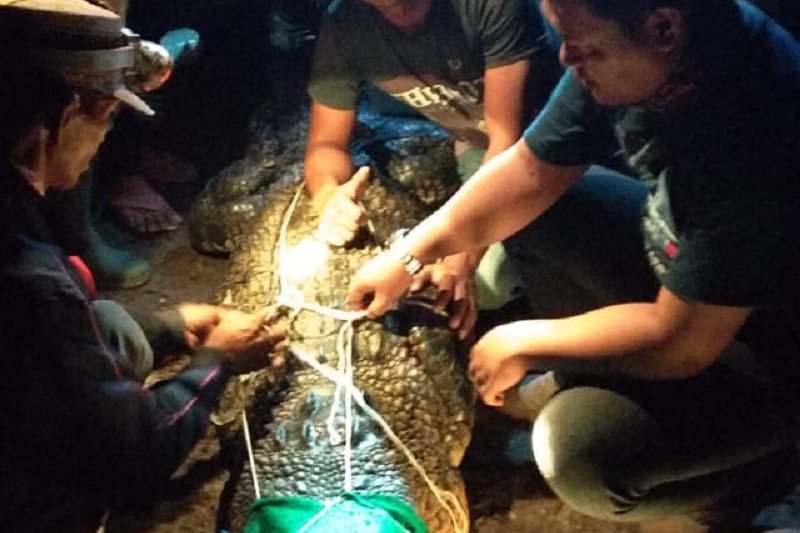 Buaya yang kerap muncul di alisan sungai Batanghari di Desa Lambur Jambi, ditangkap