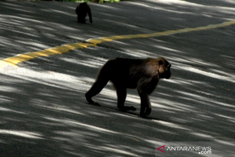 Kera Macaca Maura