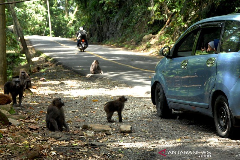 Kera Macaca Maura